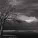 Lone Tree